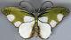 Hroar Prydz Norway Large Vintage Sterling Silver Green Enamel Butterfly Moth Pin